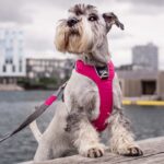 Dog Copenhagen Comfort Walk Pro Harnas Roze