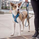Dog Copenhagen Comfort Walk Pro Harnas Mocca