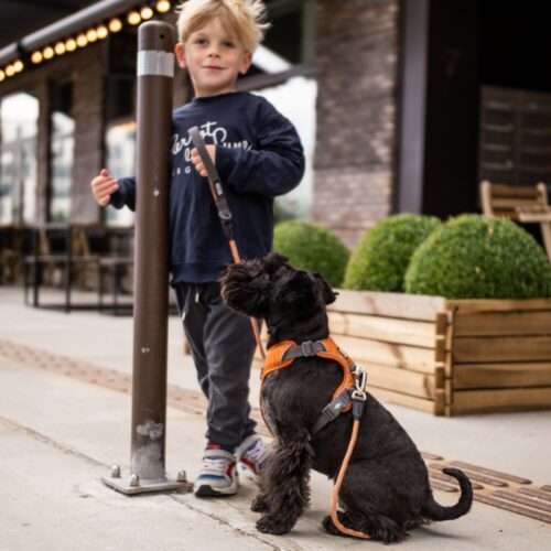 Dog Copenhagen Comfort Walk Pro Harnas Oranje