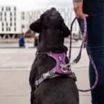 Dog Copenhagen Comfort Walk Pro Harnas Zwart