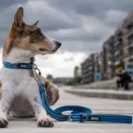 Dog Copenhagen Urban Freestyle leiband blauw